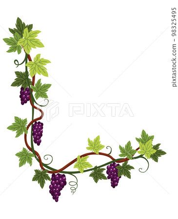 Grape bunch. Cluster of berries and leaves. Grape vine, decorative climbing plant. Fruit, growing healthy food isolated on white background 98325495