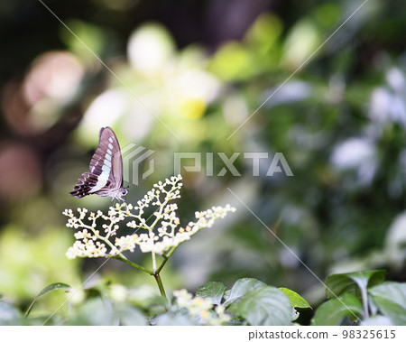 Butterfly 98325615