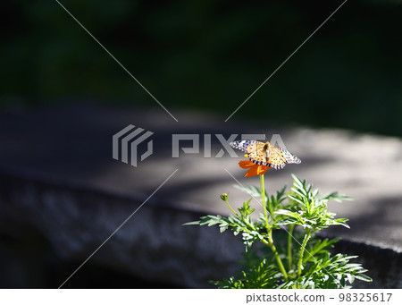 Butterfly 98325617