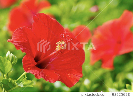 Hibiscus Hibiscus 98325638