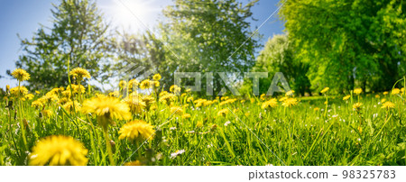 Meadow of blossoming dandelions in natural park. 98325783