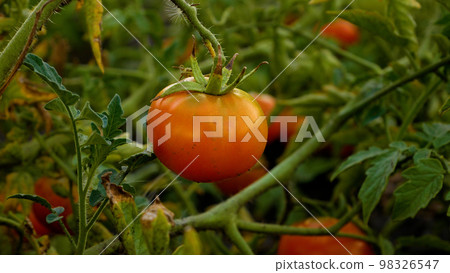 Ripe large red tomatoes on a bush in a bed. Cultivation of vegetables, tomatoes. Harvesting tomatoes Ripe large red tomatoes on a bush in a bed. Cultivation of vegetables, tomatoes. Harvesting tomatoes 98326547