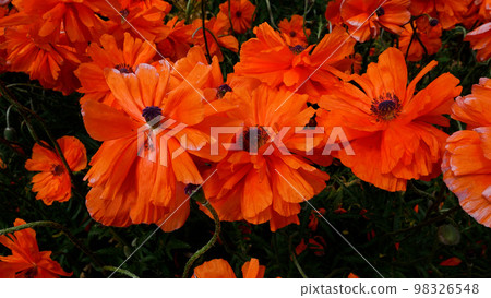 Large red poppy flowers in the wild Large red poppy flowers in the wild 98326548