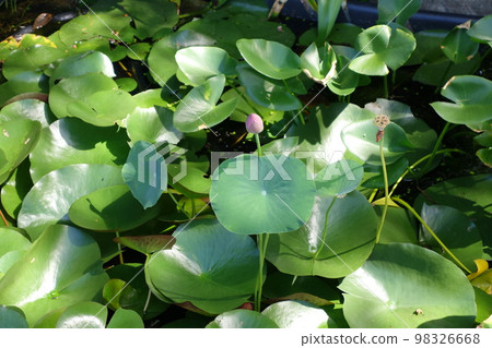 A lotus 98326668
