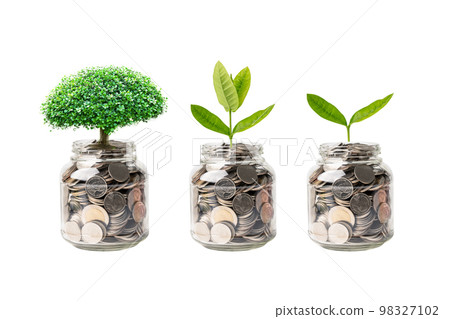 Tree plumule leaf on save money coins, Business finance saving banking investment concept. 98327102