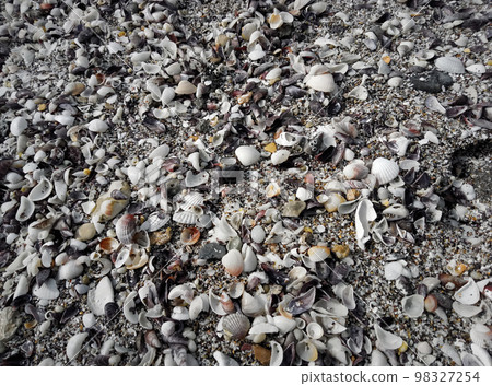 Shells on the seashore. Shells on the seashore. 98327254