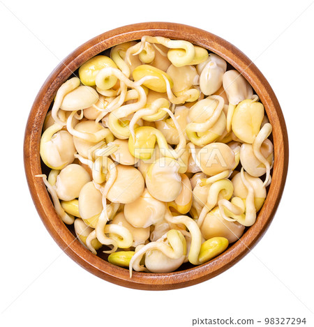 Sweet lupine bean sprouts, in a wooden bowl. Fresh sprouted white or field lupine beans. Lupinus albus, with low content of antinutrients and alkaloids, used as protein source and as meat substitute. 98327294