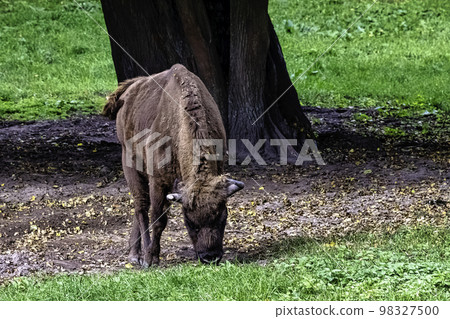 European wood bison in Bialowieza Forest, Poland 98327500