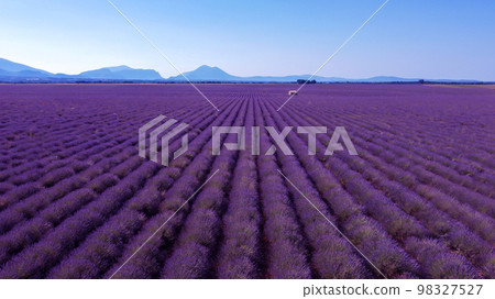 Lavender field in summer  landscape near Valensole.Provence,France 98327527