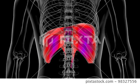 Human diaphragm anatomy for medical concept 3D rendering 98327556