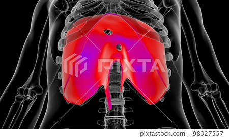 Human diaphragm anatomy for medical concept 3D rendering Human diaphragm anatomy for medical concept 3D rendering 98327557