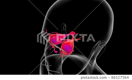 Human eye anatomy for medical concept 3D Rendering 98327564