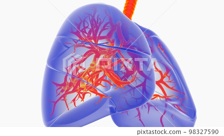 human lungs with trachea anatomy for medical concept 3D rendering 98327590