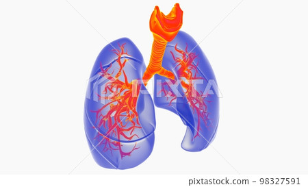 human lungs with trachea anatomy for medical concept 3D rendering human lungs with trachea anatomy for medical concept 3D rendering 98327591