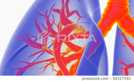 human lungs with trachea anatomy for medical concept 3D rendering human lungs with trachea anatomy for medical concept 3D rendering 98327592