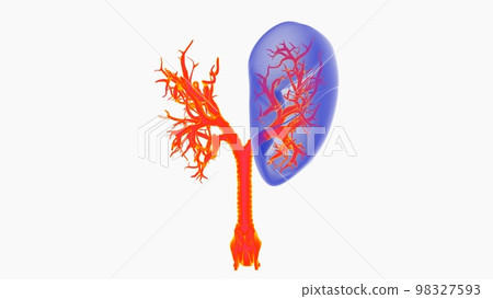 human lungs with trachea anatomy for medical concept 3D rendering human lungs with trachea anatomy for medical concept 3D rendering 98327593