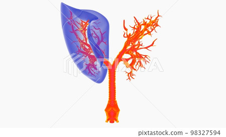 human lungs with trachea anatomy for medical concept 3D rendering human lungs with trachea anatomy for medical concept 3D rendering 98327594
