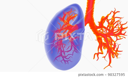 human lungs with trachea anatomy for medical concept 3D rendering human lungs with trachea anatomy for medical concept 3D rendering 98327595
