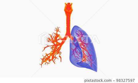 human lungs with trachea anatomy for medical concept 3D rendering human lungs with trachea anatomy for medical concept 3D rendering 98327597