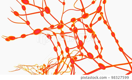 Human lymph nodes anatomy for medical concept 3D rendering Human lymph nodes anatomy for medical concept 3D rendering 98327599