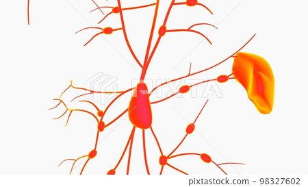 Human lymph nodes anatomy for medical concept 3D rendering 98327602