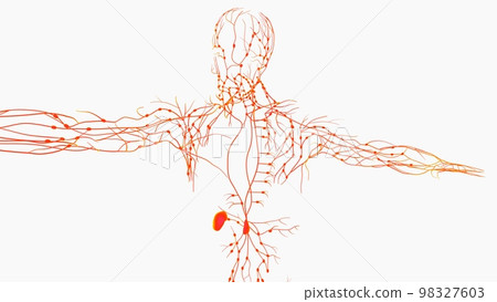 Human lymph nodes anatomy for medical concept 3D rendering Human lymph nodes anatomy for medical concept 3D rendering 98327603