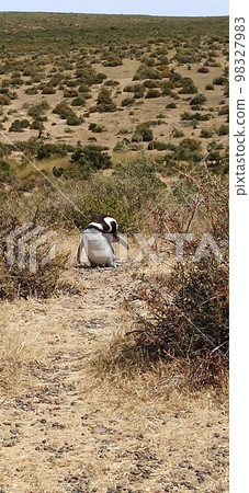 in the land of patagonia 98327983