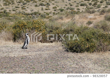 in the land of patagonia in the land of patagonia 98328057
