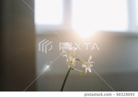 narcissus, daffodil spring flowers on the table on a sunny background. 98328093