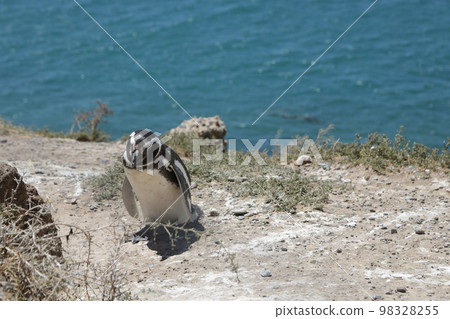 in the land of patagonia 98328255