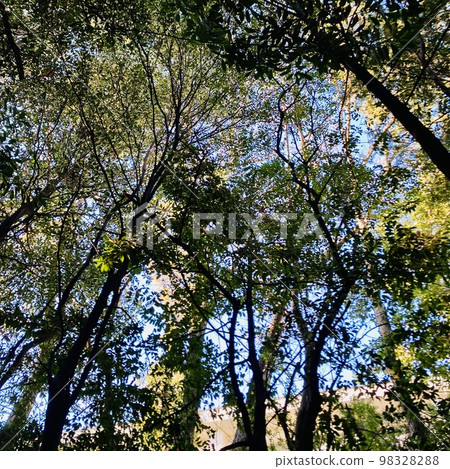 在神社內散步時看到的風景 在神社內散步時看到的風景 98328288