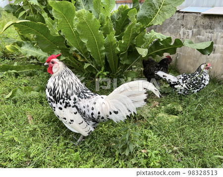Hamburg rooster and chicken at the outdoor field in home garden. Hamburg rooster and chicken at the outdoor field in home garden. 98328513