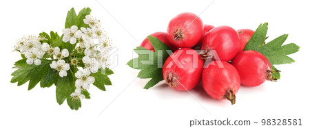 Hawthorn berry with flowers isolated on a white background Hawthorn berry with flowers isolated on a white background 98328581