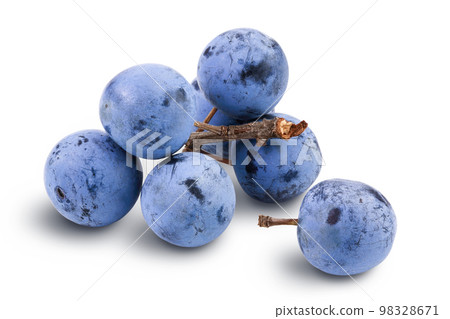 Fresh blackthorn berries with twig, prunus spinosa isolated on white background with full depth of field 98328671