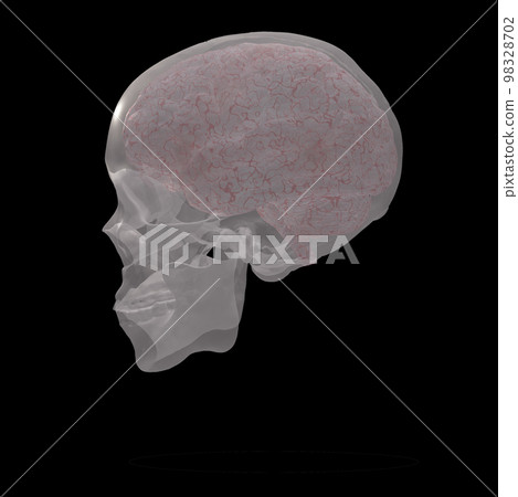 Human skull Human skull 98328702
