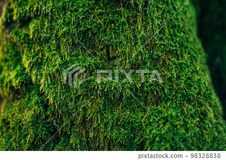 Beautiful green moss 98328838