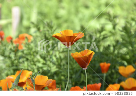 Red and yellow flowers of ashsholtsia on a green bush during the day. Beautiful large flowers of ashsholtsia. Background of flowers. Red and yellow flowers of ashsholtsia on a green bush during the day. Beautiful large flowers of ashsholtsia. Background of flowers. 98328855