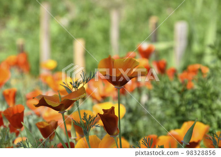 Red and yellow flowers of ashsholtsia on a green bush during the day. Beautiful large flowers of ashsholtsia. Background of flowers. Red and yellow flowers of ashsholtsia on a green bush during the day. Beautiful large flowers of ashsholtsia. Background of flowers. 98328856