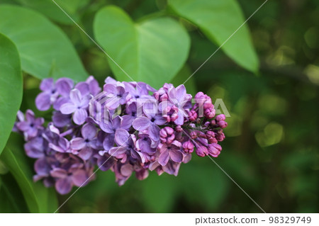 Lilac, a branch of a lilac flower. Floral background Lilac, a branch of a lilac flower. Floral background 98329749