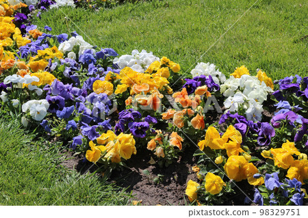 pansy flowers, alley of bright flowers in the park. Multi-colored pansies pansy flowers, alley of bright flowers in the park. Multi-colored pansies 98329751