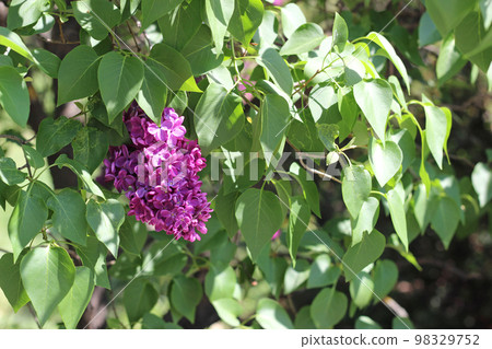 Lilac, a branch of a lilac flower. Floral background Lilac, a branch of a lilac flower. Floral background 98329752