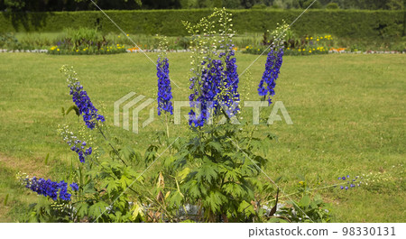 Consolida regalis is known as forked larkspur, rocket larkspur and field larkspur. Consolida regalis is known as forked larkspur, rocket larkspur and field larkspur. 98330131
