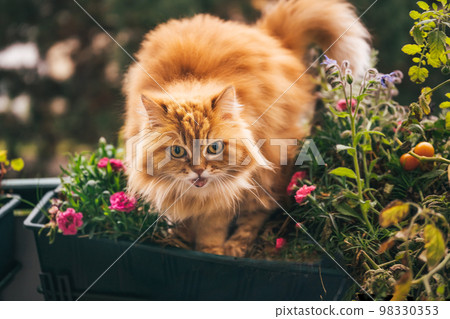 Red fluffy cat on balcony with geranium flowers Red fluffy cat on balcony with geranium flowers 98330353