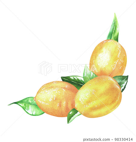 Corner composition of lemons and leaves. Watercolor illustration. Isolated on a white background.For design nature prints, kitchen accessories, product packaging with citrus acid or scent 98330414