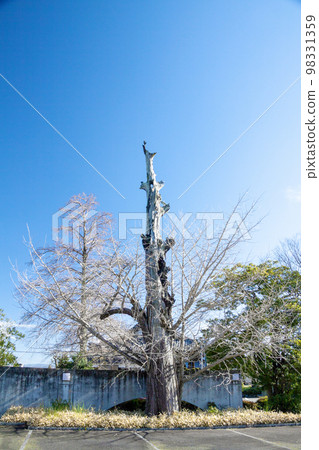 dead tree with new branches 98331359