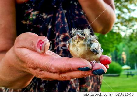 Lovely disheveled baby bird falls from the nest and sitting on woman's hand Lovely disheveled baby bird falls from the nest and sitting on woman's hand 98331546