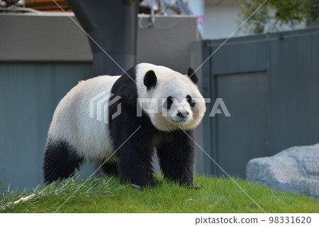 Momohama during fan service 98331620