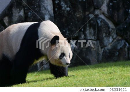 Sakurahama during a walk 98331621