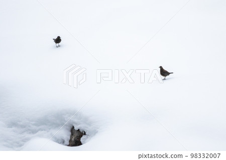 【野鳥】在白雪皚皚的莊川河畔嬉戲的北斗七星 【野鳥】在白雪皚皚的莊川河畔嬉戲的北斗七星 98332007