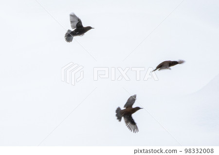 【野鳥】在白雪皚皚的莊川河畔嬉戲的北斗七星 【野鳥】在白雪皚皚的莊川河畔嬉戲的北斗七星 98332008